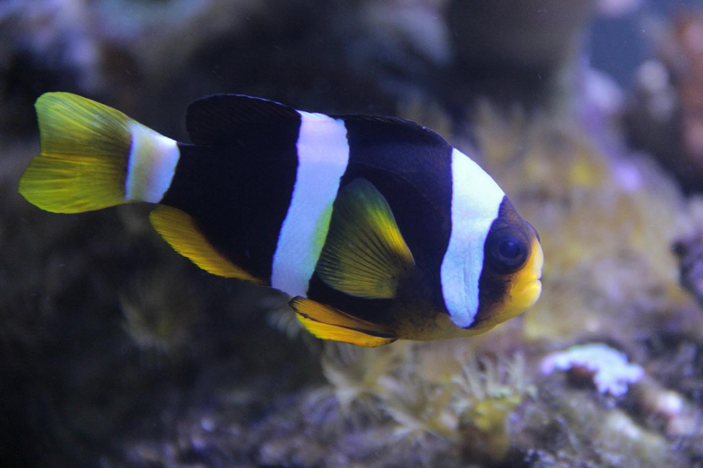 Amphiprion clarkii