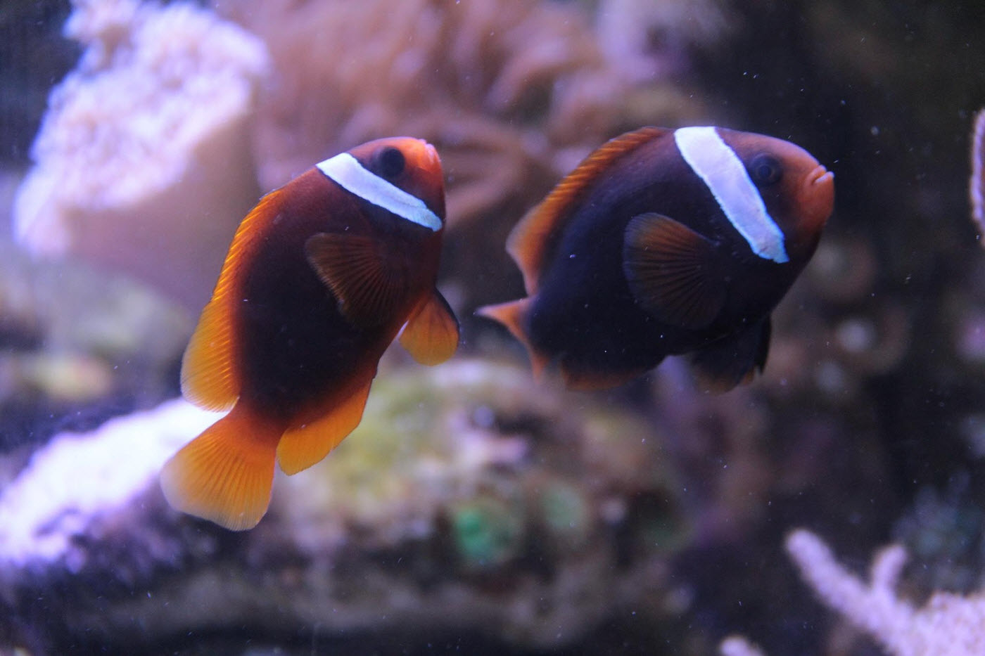 Amphiprion melanopus